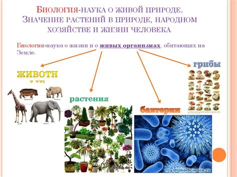 Значение процесса воспроизводства в живой природе