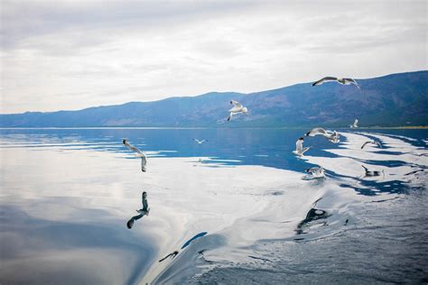 Значение сидения на воде для чаек и экосистемы