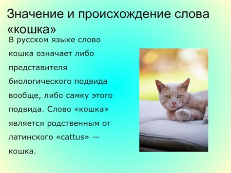 Значение слова "кошка" в русском языке