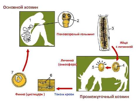 Значение сожительства