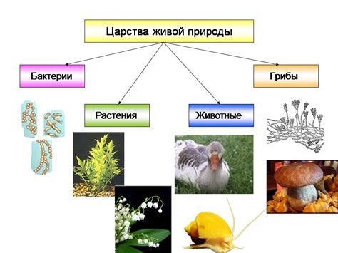 Значение сорта в биологическом классификации