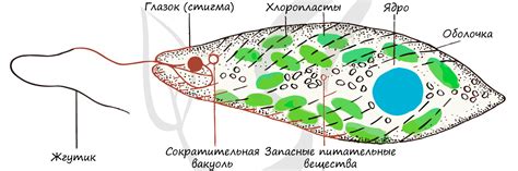 Значение цисты эвглены зеленой