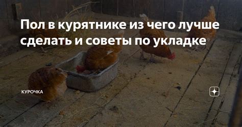 Значение чистоты и сухости в курятнике