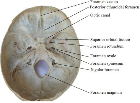 Зоны проникновения в fissura orbitalis superior