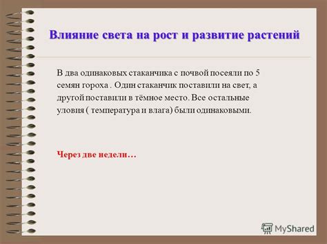 Избыточная влага: влияние на рост и развитие злаковых