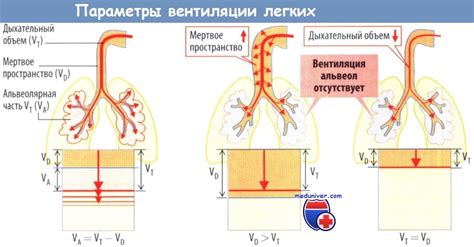 Изменение вентиляции легких при закрытом носе и выдохе