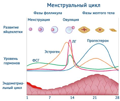 Изменение гормонального баланса при ударе в матку