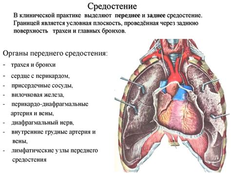 Изменение положения средостения