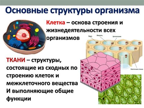 Изменение структуры организма