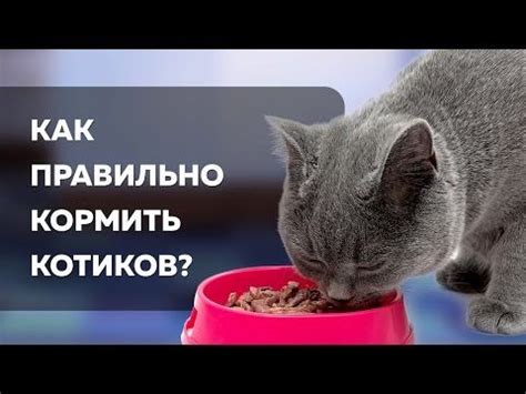 Изменение условий содержания кошки