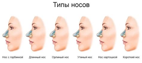 Изменение формы носа в процессе роста и развития