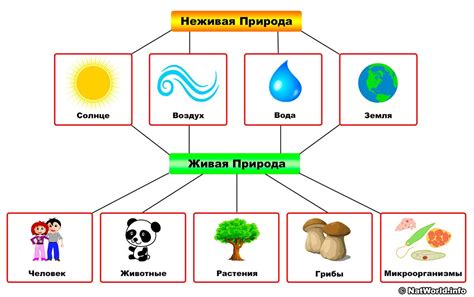 Изменения между живыми и неживыми объектами во времени и пространстве