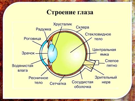 Изучаем строение человеческого глаза