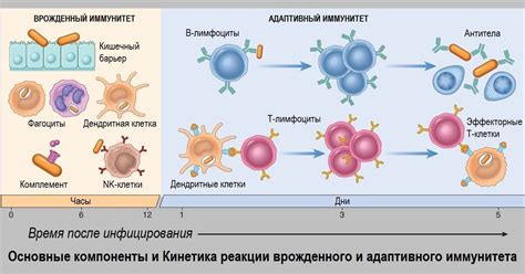 Иммунитет и защита - приспособление и взаимодействие