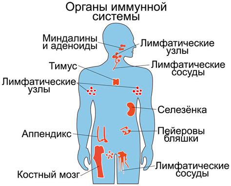 Иммунная система и автоиммунные заболевания