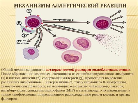 Иммунная система и аллергия: что происходит при аллергической реакции