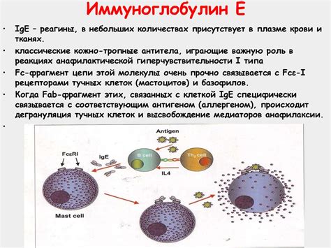 Иммуноглобулин Е и защитные функции организма