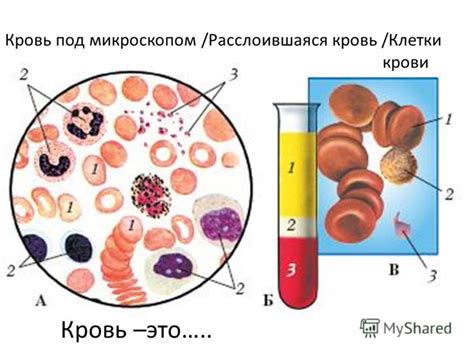 Интеракция с кровью и клетками