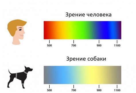 Интерпретация цвета собаки в сновидении