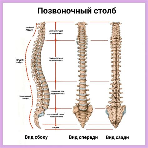 Искажение позвоночника