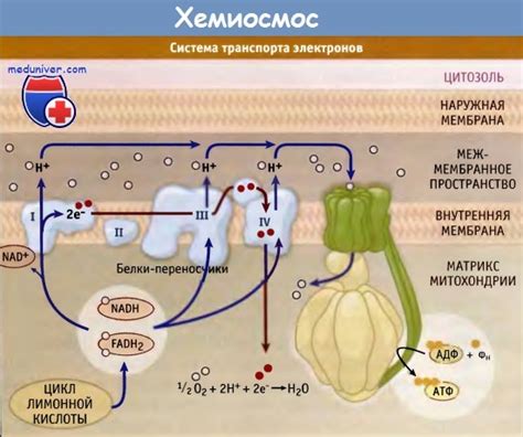 Использование АТФ в клетках