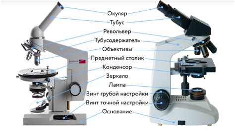 Исследование клеток с помощью светового микроскопа