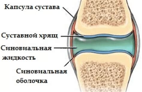 Исследование о значении элементов питания для здоровья суставного хряща