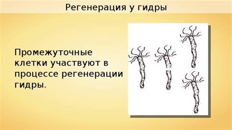 Исследования регенерации у гидры для медицинских целей