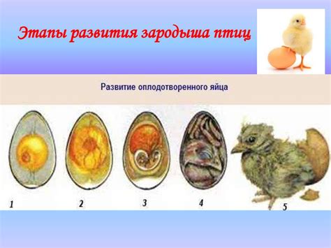 Исследования эволюции яйца и курицы