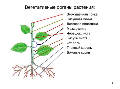 История изучения вегетативных органов