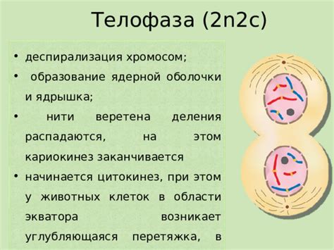 История открытия деления ядрышка