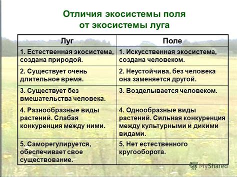 Итоговое сравнение поля и леса в поэзии