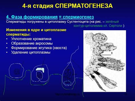 И (витамин И): половая система, сперматогенез, эрекция