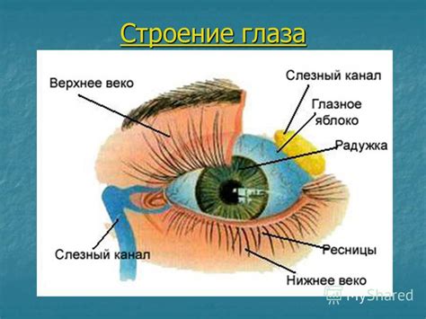 Какая информация передается зрением?