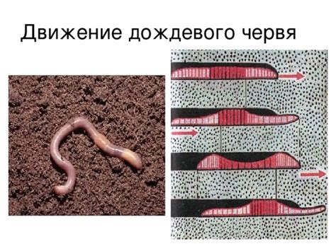 Какие изменения могут произойти при прикосновении к дождевому червю?