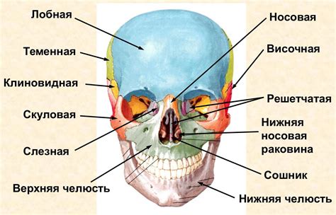 Какие кости относятся к парным костям черепа и какую функцию они выполняют