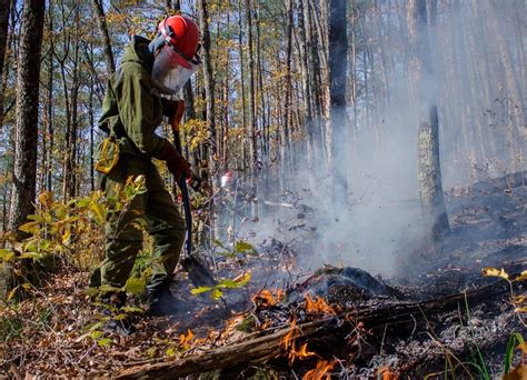 Какие мифы связаны с тушением пожара в лесу во сне?