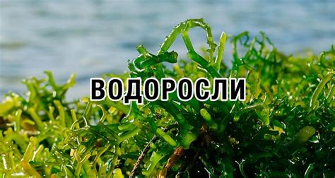 Какие организмы наиболее чувствительны к жесткости воды?