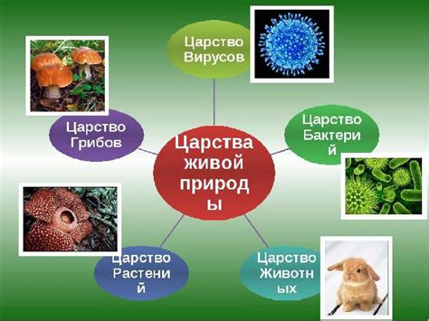 Какие организмы относят к живой природе