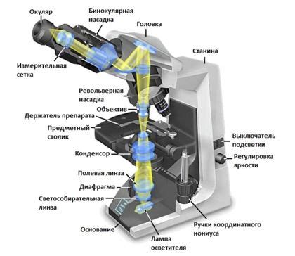 Какие органы и ткани можно изучить с помощью микроскопа?