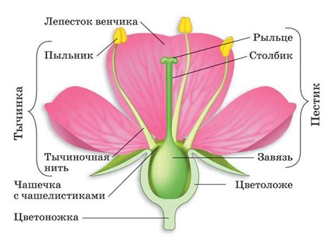 Какие особенности имеют пестики, отсутствующие у тычинок