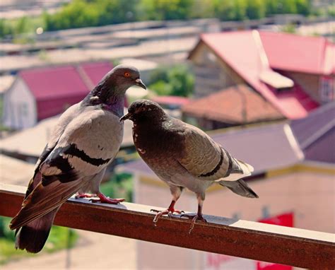 Какие приметы связаны с голубями и гаражами?