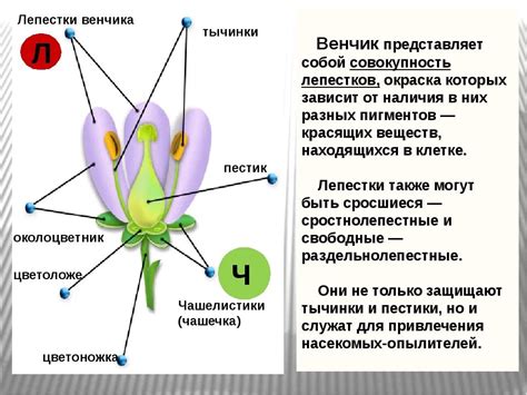 Какие различные функции выполняют пестицки и тычинки в природе