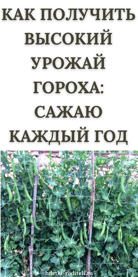 Как горох может указывать на перспективы и предупредить о проблемах