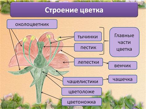 Как заботиться о цветке после его цветения