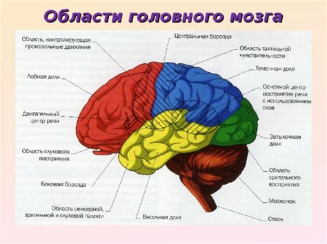 Как задействованы различные области мозга в двигательном контроле