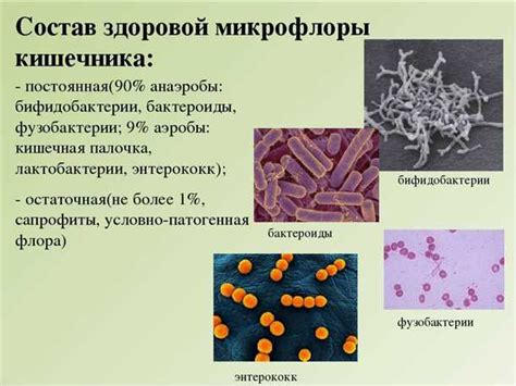 Как избежать повторного заражения условно патогенной микрофлорой