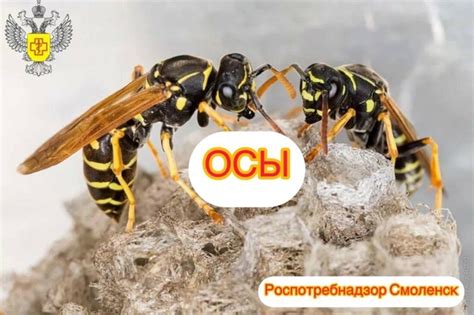 Как избежать столкновения с осами в лесу?