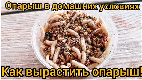 Как избежать съедения опарыша в мясе