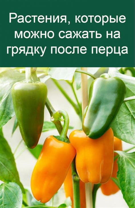 Как интегрировать капусту, богатую волокном, в повседневную диету